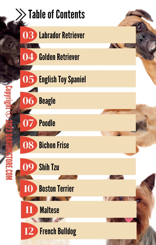 10 Dog Breeds for First Time Dog Owners