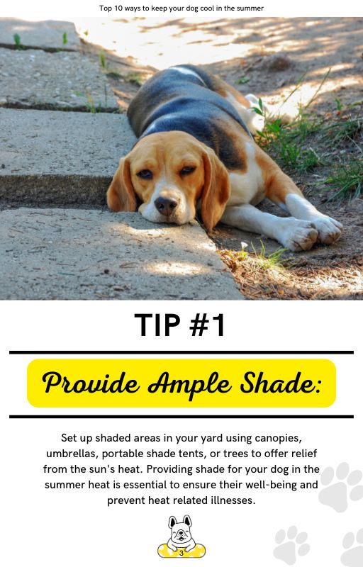 Top 10 Ways to Keep your Dog Cool in the Summer